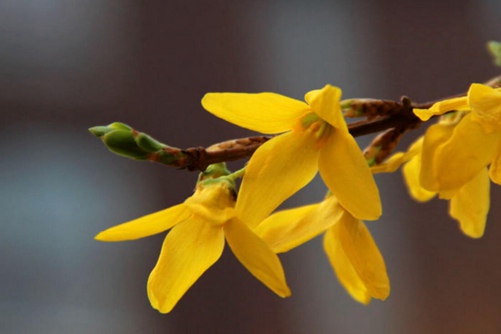 怎样区分迎春花和连翘,看图后再也不会傻傻分不清
