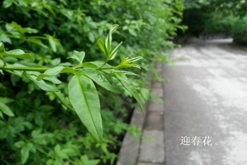怎样区分迎春花和连翘,看图后再也不会傻傻分不清
