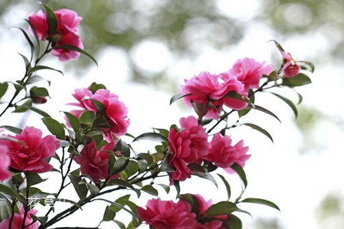 茶梅图片大全,茶梅高清图片大全