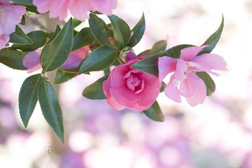 茶梅图片大全,茶梅高清图片大全