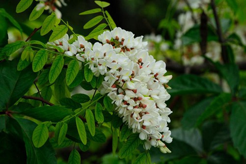 槐树花图片,槐树花图片高清大图