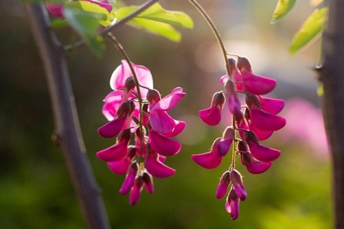 槐树花图片,槐树花图片高清大图