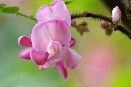 槐树花图片,槐树花图片高清大图