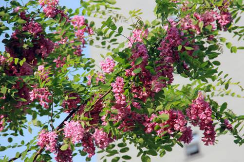 槐树花图片,槐树花图片高清大图