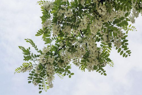 槐树花图片,槐树花图片高清大图