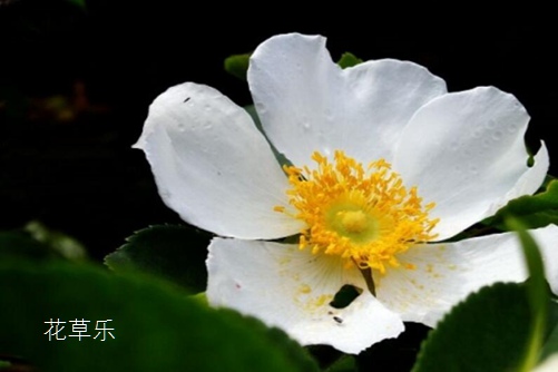 荼蘼花花语与传说是什么?表达“末日之美”的凄美爱情