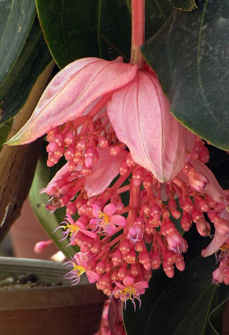 宝莲灯花 宝莲灯的叶子发黄怎么处理