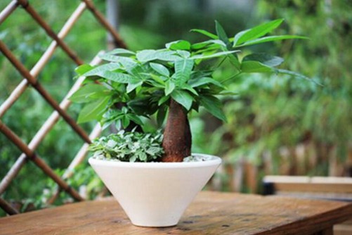 发财树图片,发财树高清图片大全