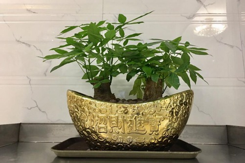 发财树图片,发财树高清图片大全