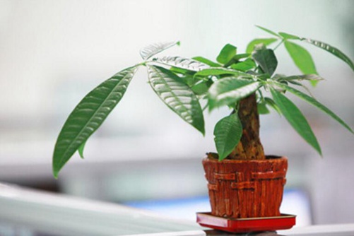 发财树图片,发财树高清图片大全