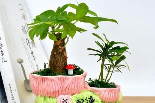 发财树图片,发财树高清图片大全